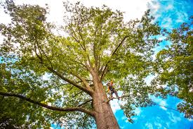 How Our Tree Care Process Works  in  Lake Lure, NC